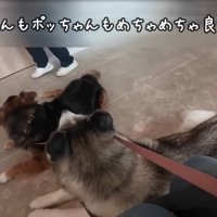 お利口に待つ犬
