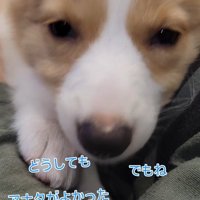 飼い主さんはベルちゃんを選びました