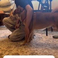 体に触れられても落ち着いている犬