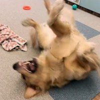 家族を癒すCoCoちゃんでした