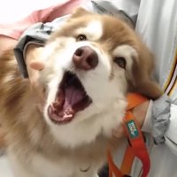コスモくんのアップ
