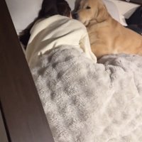 横目でこちらを見つめる犬