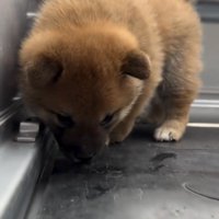荷台を歩く子犬