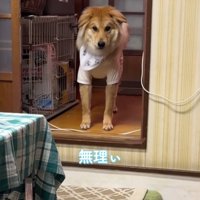 段差の前で飼い主を見つめる犬