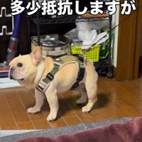 少しだけ抵抗！？