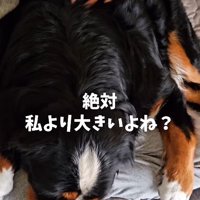 自分の大きさをわかっていないご様子