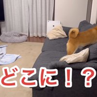 「どこ？全然見つからないよ～！」