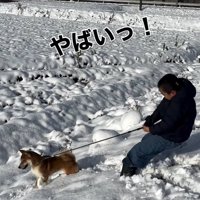 飼い主を引っ張りながら進む柴犬