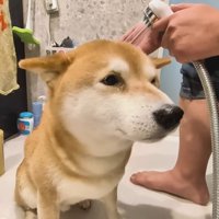 シャンプーをするスティーブくん4