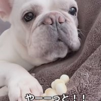 速やかにパクッ