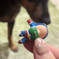 犬に噛まれてしまったおもちゃを持つ飼い主