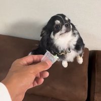 オレオちゃん＆マツちゃんの反応7