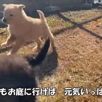 庭で遊びまわる子犬たち