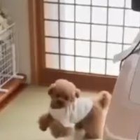 部屋を走る犬1