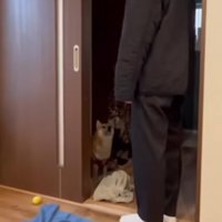飼い主を見上げる柴犬