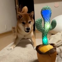 真似するサボテン