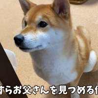 可愛いお顔でじーっ♡