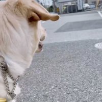 「はっけん！！」