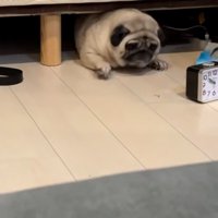 出ようとするしーちゃん