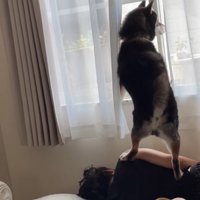 窓の右を見つめる犬