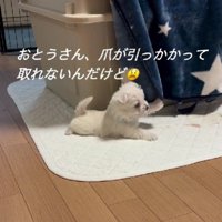 なぜか爪が引っかかったり