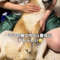 仰向けで体を撫でられる犬