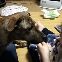 赤ちゃんが握っていたおやつを食べる犬