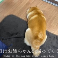 柴犬のらんまるくん