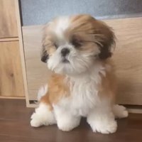 おすわり