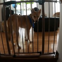 家族が出かける日のワンジローくん6