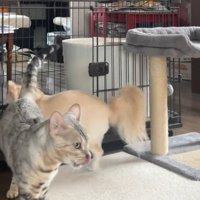 離れていく猫とケージへ向かう犬