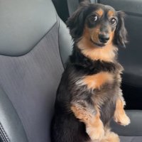 こちらを見る犬2
