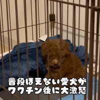 注射後のむぎ君2