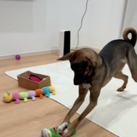 おもちゃで雑巾掛けする犬