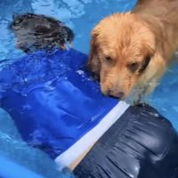 水中にいる飼い主さんを鼻でつつく犬