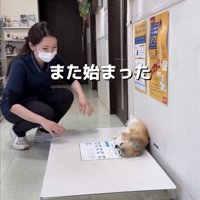 体重計の上で横になる犬