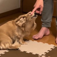 お鼻の上をツンツンしながらお説教