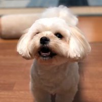嬉しそうな表情をする犬