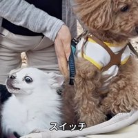 スイッチが入るこはく君
