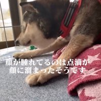 体を起こそうとする犬
