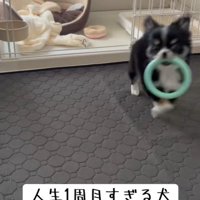 ウキウキな姿が可愛い♪