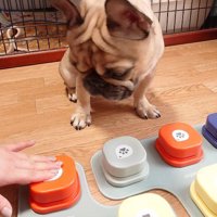 ボタンを押す飼い主の手を見つめる姉犬