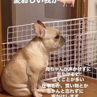 別の日のこむぎちゃん2