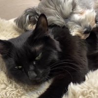 犬に抱きつかれて目を細める猫