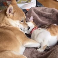 寄り添って眠る犬と猫