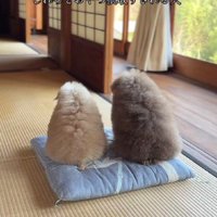 クセになるかわいさ