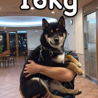 飼い主に抱っこされる柴犬