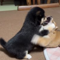 両者互角です…！