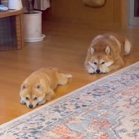 伏せをする2匹の犬