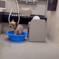 健気な姿に感動…